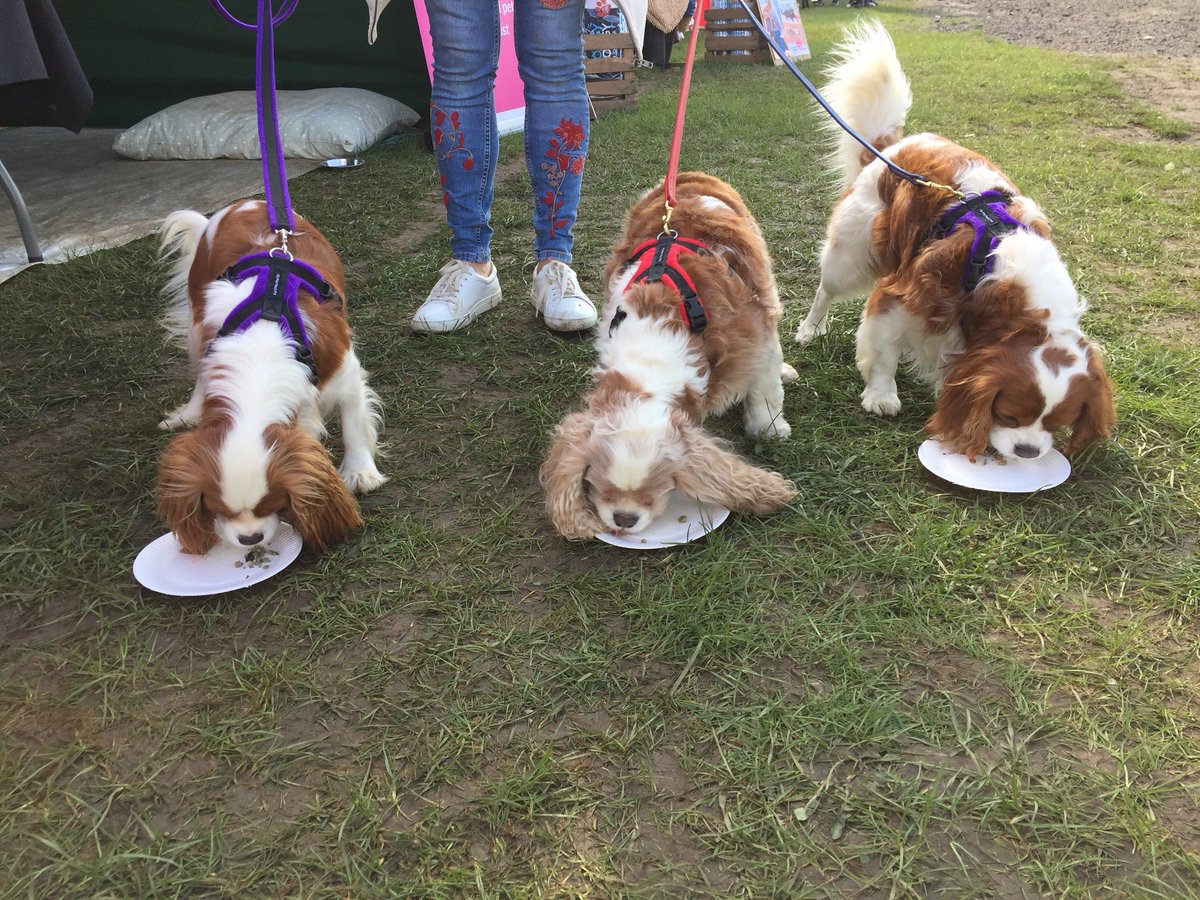 _differentdog's tweet image. Jasper, Rosie and Bailey loved our taster bar at All About Dogs in Newbury, Come and visit us today for some more tasty food! 🐶🐾 #AllAboutDogs #Differentdog @Allaboutdogssho