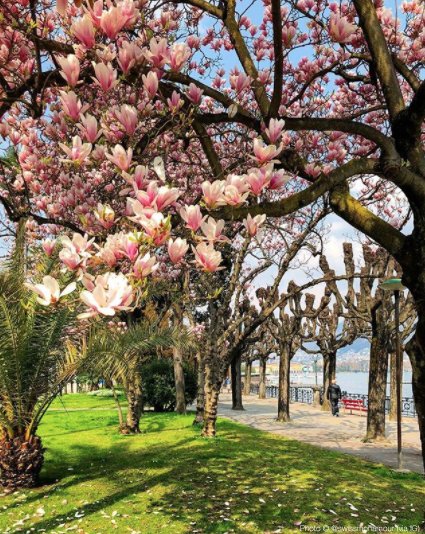 MySwitzerland_e's tweet photo. Oh! Hello spring! 🌷🌼🌱☘ https://t.co/3LDCmb1Q5U