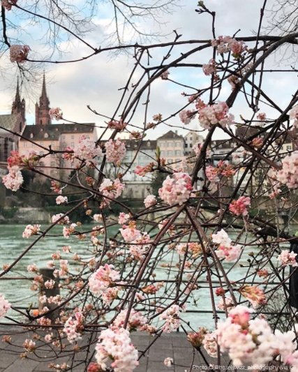 MySwitzerland_e's tweet photo. Oh! Hello spring! 🌷🌼🌱☘ https://t.co/3LDCmb1Q5U