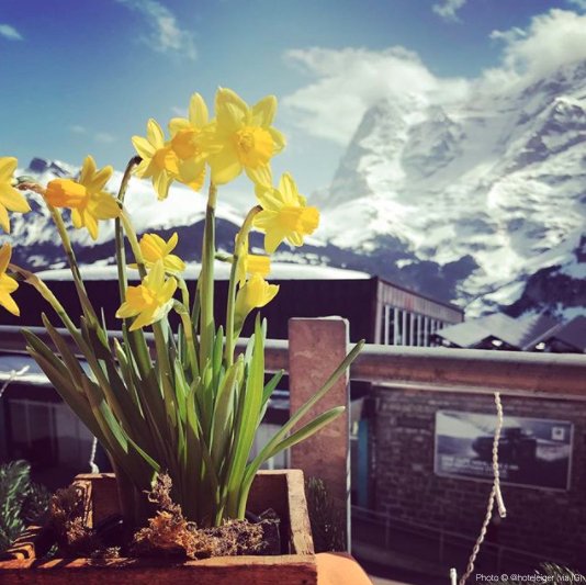 MySwitzerland_e's tweet photo. Oh! Hello spring! 🌷🌼🌱☘ https://t.co/3LDCmb1Q5U
