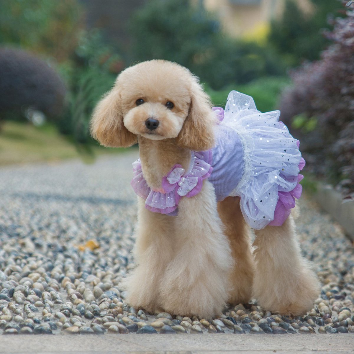 Sunday is a great time for a fresh new look👗  doggiepet.com