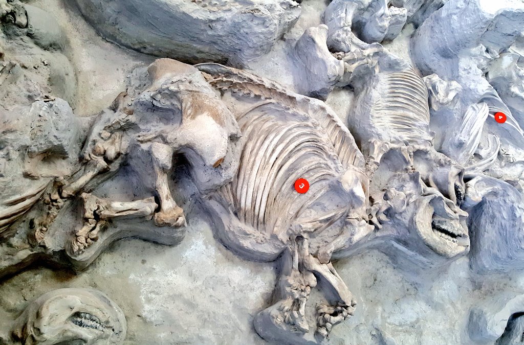 paleeoguy's tweet photo. The #Teleoceras calves were nursing-age when the ash fell. They kept close to their mothers. Next to the head of skeleton #3 is a calf skeleton: a baby and mother entombed in the ash together for almost 12 million years.
#AshfallFossilBeds #AMMP11 https://t.co/AAiFr20F31
