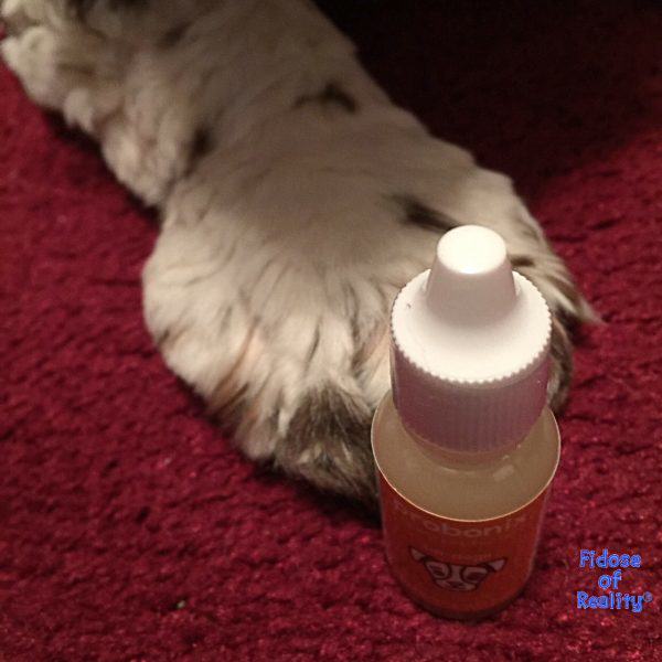 FidoseofReality's tweet photo. Our first journey with probiotics for our dog has been pawsome so far. Check out how @HumarianHealth is making a difference: https://t.co/qiTVrwV6YN #HumarianInfluencer #ad #dogsoftwitter https://t.co/jyqVgifr26