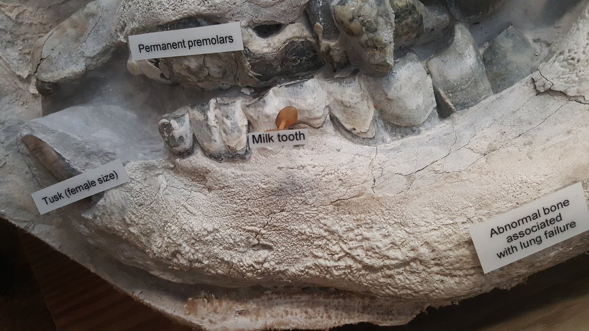 paleeoguy's tweet photo. Breathing volcanic ash destroyed #Teleoceras lungs, and those failing organs caused diseased bone to bloom like mold across their skeletons (note the lumps on this jaw). #MariesDisease (hypertrophic pulmonary osteoarthropathy) sealed their fate. (10/ )
#AshfallFossilBeds #AMMP11 https://t.co/dHCSXTp2Bb