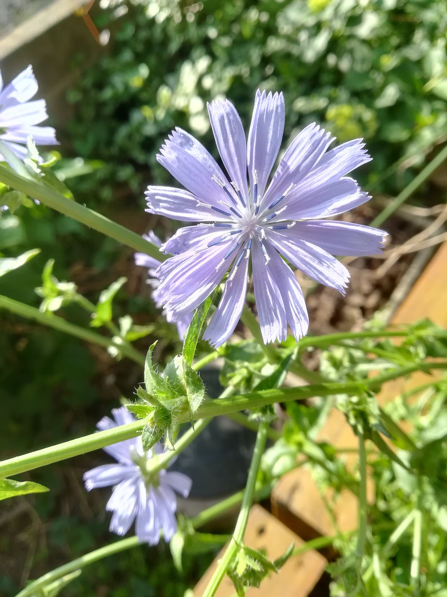 でいじー 東浪見 チコリの花が咲きました チコリは去年から初めて育てているので 花を見たのは初めてです ハーブの花 は紫色の可愛い花が多い気がします W チコリ