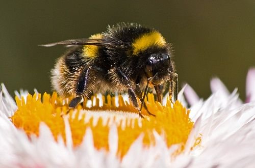colaboraprojeto's tweet photo. 👉 #ColaboraCurtiu Inseticidas perigosos para abelhas proibidos até ao final do ano https://t.co/fpTcnBVRQ1 Via @greensavers https://t.co/efqDY0VYvM