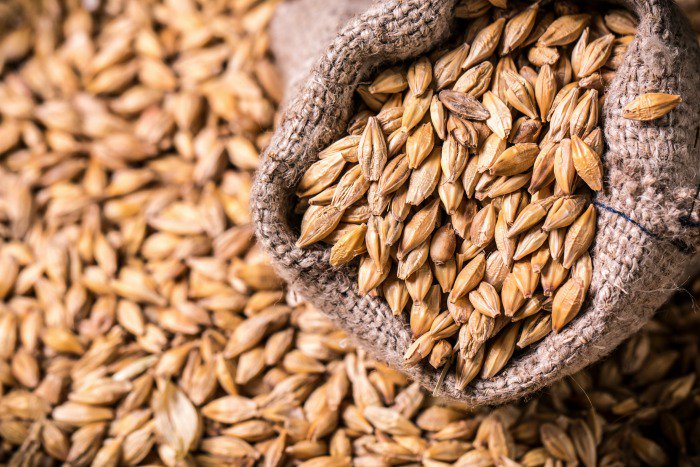 TessPennington's tweet image. Who&apos;s thinking about growing grains in their #garden this year? Barley is a great starter grain to consider. Here&apos;s an easy to follow  #growingguide from #Ready Gardens to get you started! It has more uses for the #homestead than you think! readygardens.com/growing-and-us…