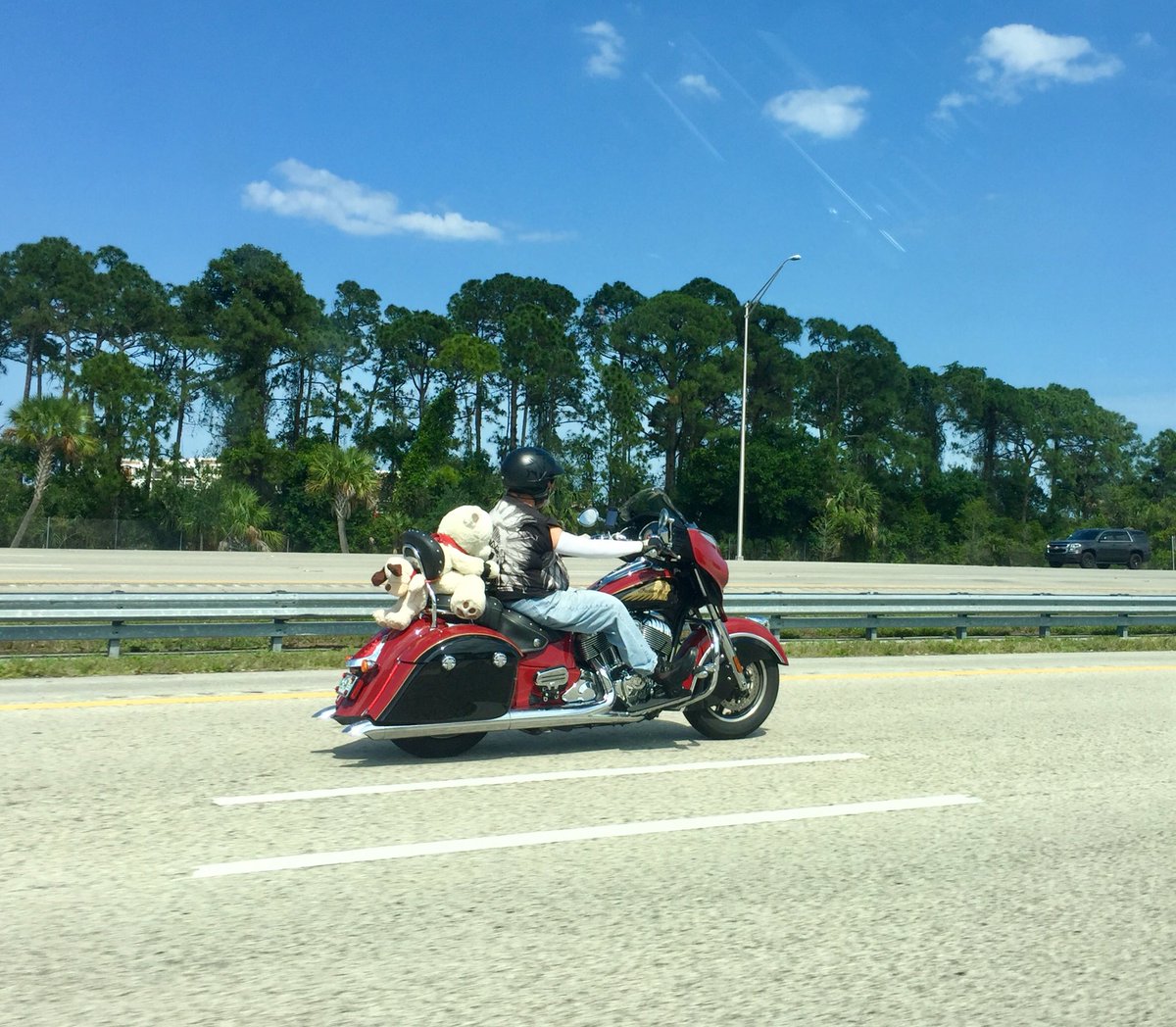 Teddy biker @westpalmbch 🤣🐻🤘🏻#FloridaMan