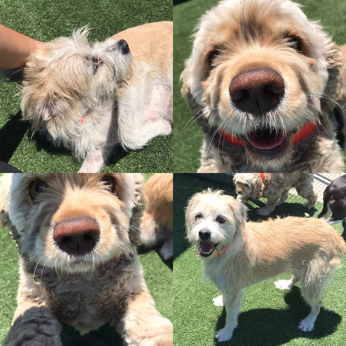 PPRJIA's tweet image. Did you know?

Here at Pet Paradise, we offer a free Get Acquainted Day of Daycare to new customers! Come on by and take advantage!!! #mypetparadise