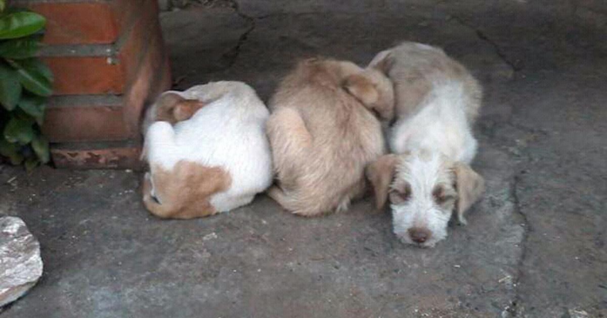sosvox's tweet photo. Crear un hogar para perros abandonados, no una cárcel donde encerrarlos #DerechoAnimal ▶ https://t.co/Gu173s7zBw https://t.co/AIJakhlH86