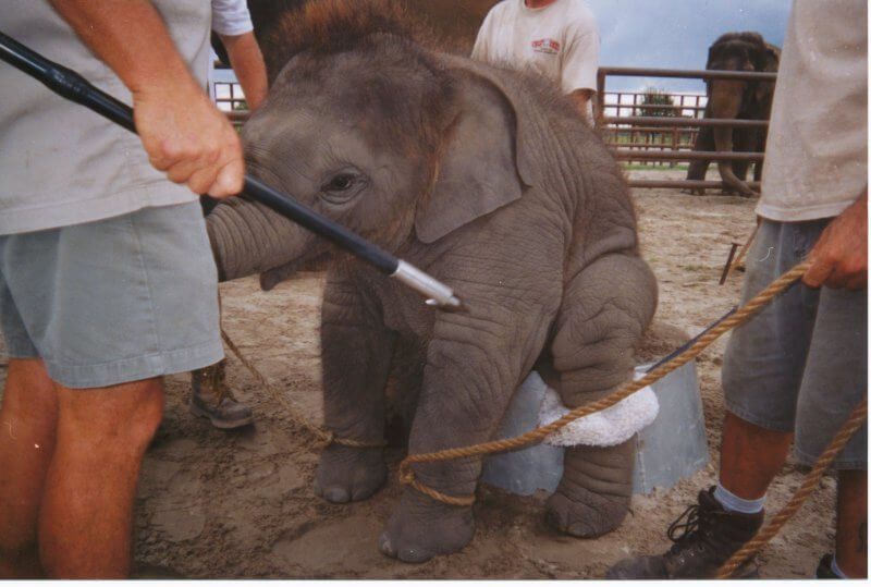 Vetitude's tweet photo. Des #vétérinaires demandent la fin des #cirques animaliers en France https://t.co/3NIfX6g9cy https://t.co/gGKOOpKVOJ