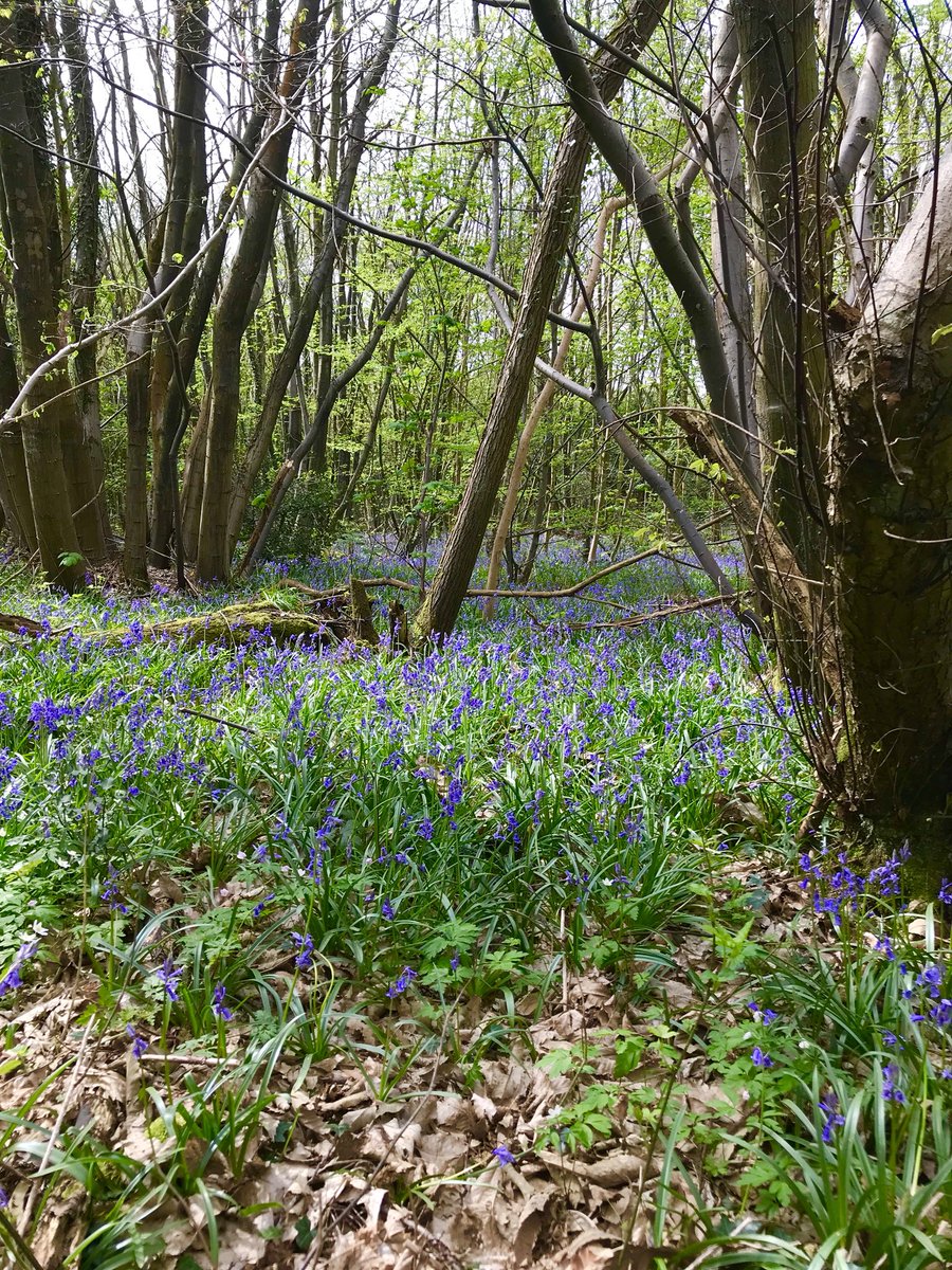 mveldhuis76's tweet photo. @WildlifeTrusts @chris4nature I’ve got one to😁. Made these pictures monday in the UK near to #Canterbury when we drove to the @The_RRC conference “Engaging with #rivers in #Nottingham #streamrestoration #floodwatermanagement https://t.co/jy8rNEYeio
