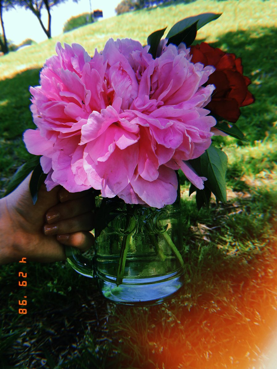 samarafaye_'s tweet photo. Nothing beats fresh picked flowers. 😊 https://t.co/7PsHgUlD7b