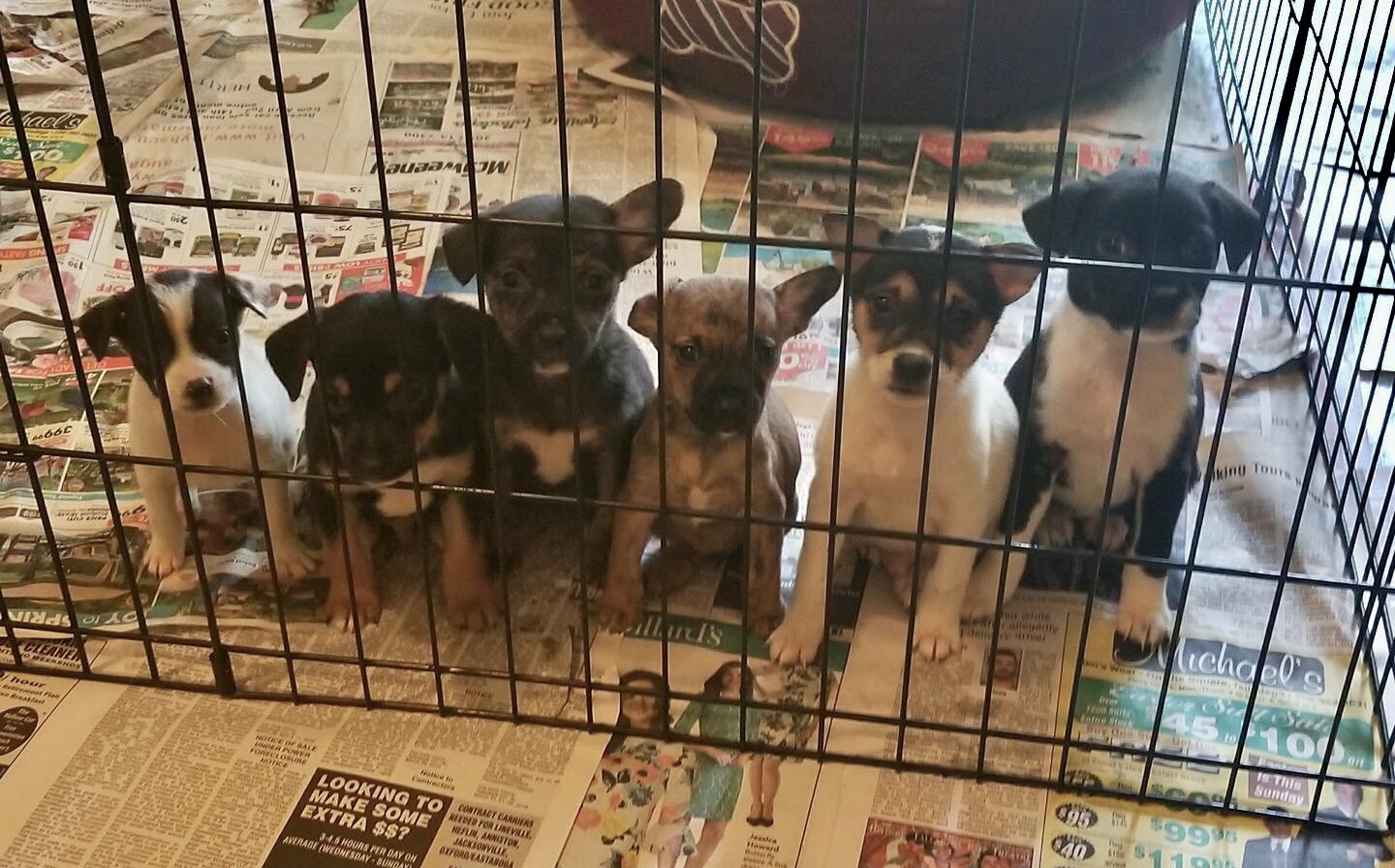 sumter county alabama animal shelter