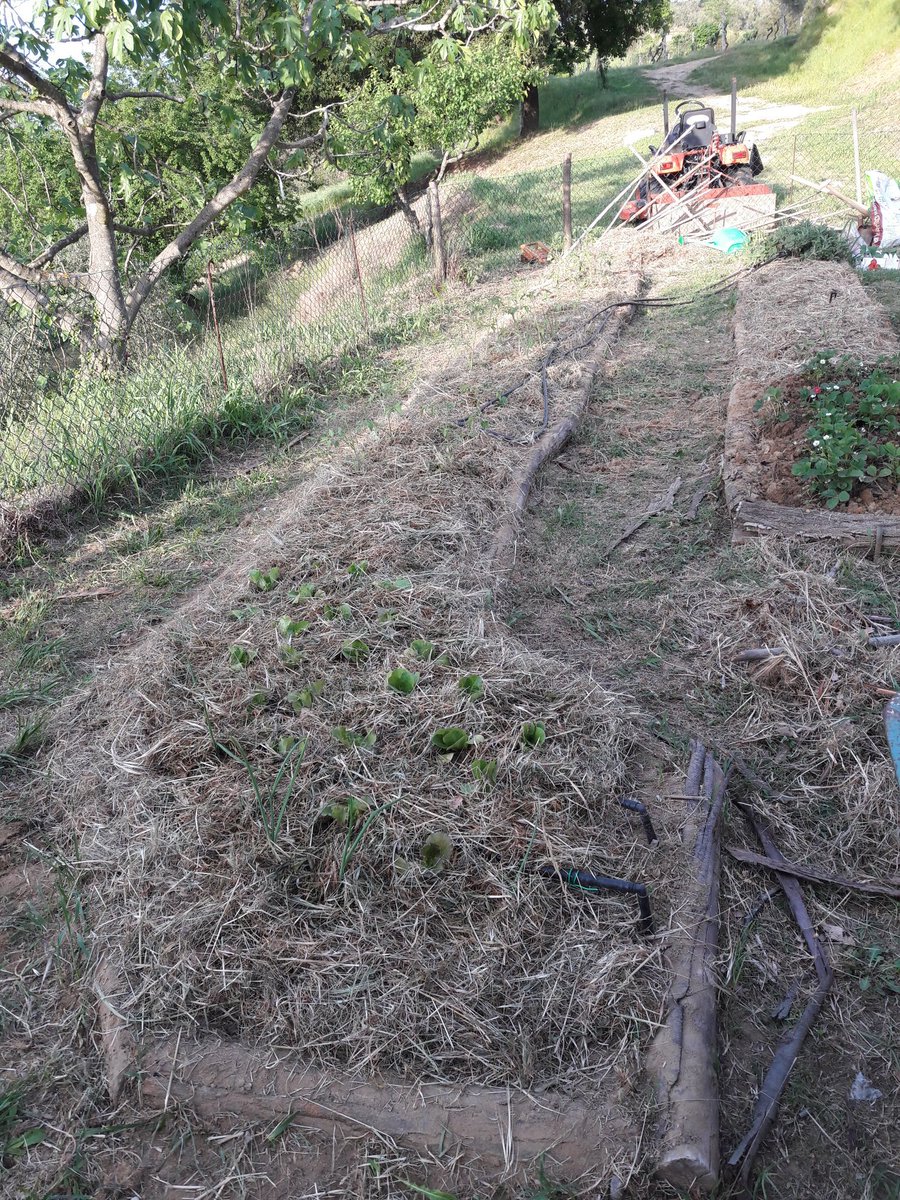 sar_t_h's tweet photo. Agricoltura #biologica nel nostro orto: seminato, trapiantato, pacciamato e fertilizzato con microrganismi effettivi autoprodotti. E son soddisfazioni!
#ortobio #autoproduzione #microrganismieffettivi #orto #biologico #mamgiasano https://t.co/hvREO2kHvz