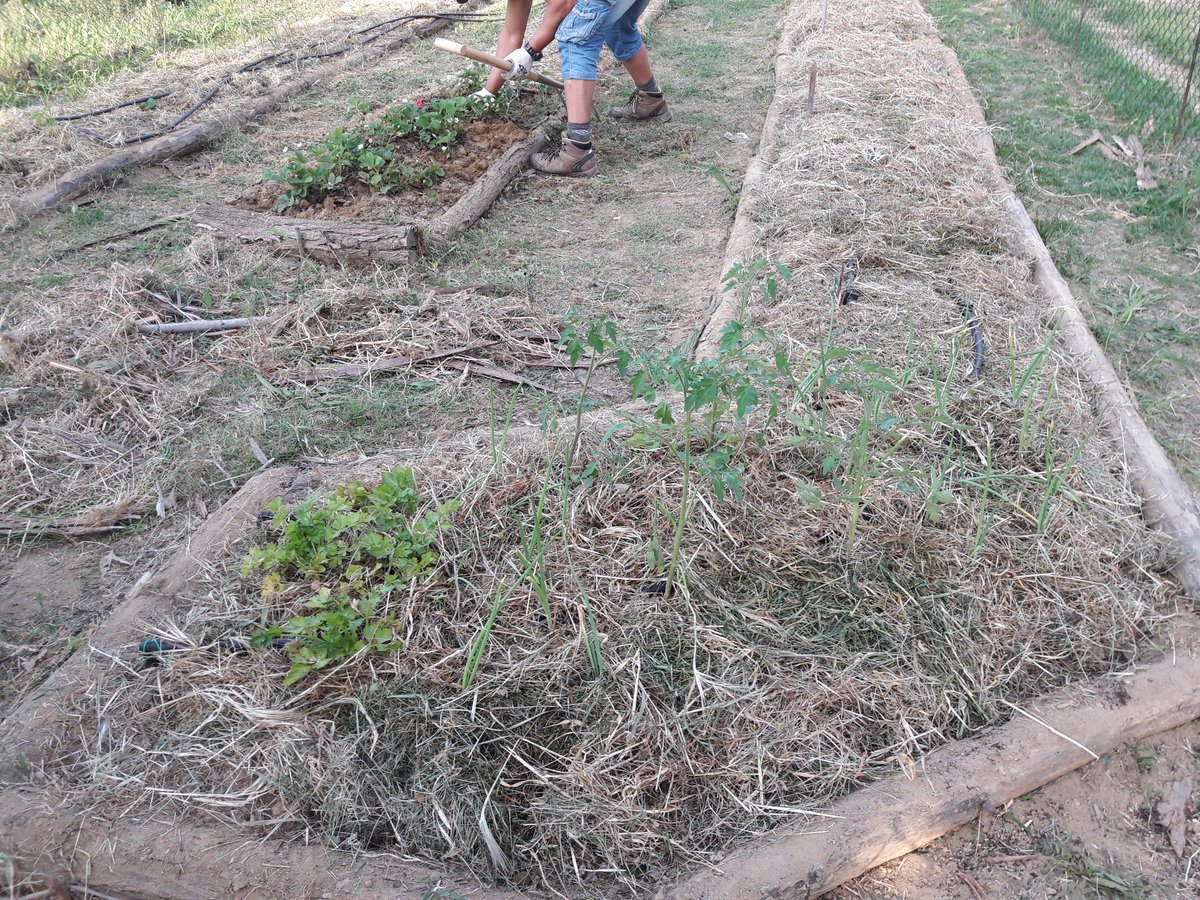 sar_t_h's tweet photo. Agricoltura #biologica nel nostro orto: seminato, trapiantato, pacciamato e fertilizzato con microrganismi effettivi autoprodotti. E son soddisfazioni!
#ortobio #autoproduzione #microrganismieffettivi #orto #biologico #mamgiasano https://t.co/hvREO2kHvz