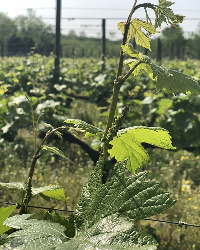 villacrespia's tweet photo. Spring has just begun but in our vineyards, you can see the first little bunches of grape. 🍇 https://t.co/vlmnX19uHL https://t.co/cp3nXHBTdp