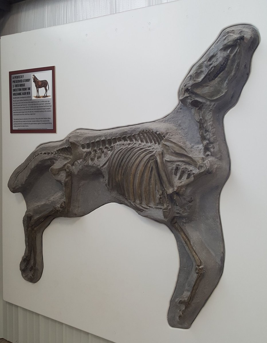 paleeoguy's tweet photo. Smaller grazers like 3-toed horses and sabre-toothed deer succumbed next. Surviving #Teleoceras occasionally stepped on ash-covered carcasses, crushing parts. Scavenging predators began tearing apart the dead, scattering bones across the site.
#AshfallFossilBeds #AMMP11 https://t.co/e12QEmBdXM
