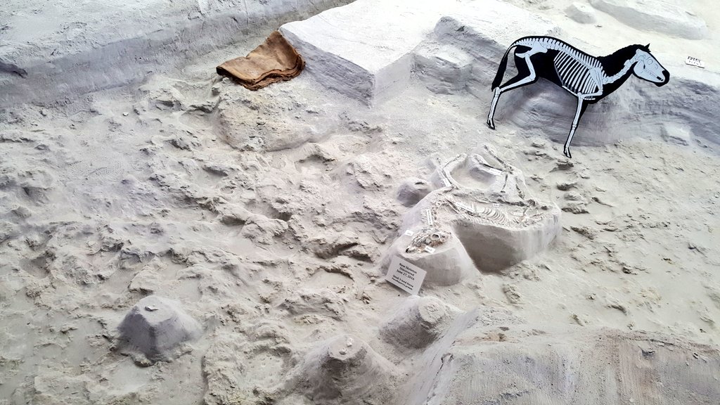 paleeoguy's tweet photo. The sandy base of the deposit is full of rhino footprints, showing that the #Teleoceras gathered in the watering hole as they began to starve and succumb to the ash. Their fate was the worst of all the ash's victims...
(9/ ) #AshfallFossilBeds #AMMP11 https://t.co/zDt4VpJMQE