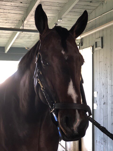 WinPlaceShowTV's tweet photo. @Kimbchr @AfterFinishLine @WageringTyler @UrbnHandicapper @TeamGeeMoney @ScatoniSureShot @racing_dudes @GeorgeOrtuzar @Derbyserge @msonbum @VictoriasSilver Bid to win this @KentuckyDerby contender’s horseshoe~ @theboltshow ~Auction ends TODAY at 3p PT / 6p ET, https://t.co/H1KtgMRIcy https://t.co/nY0vx4fVAP