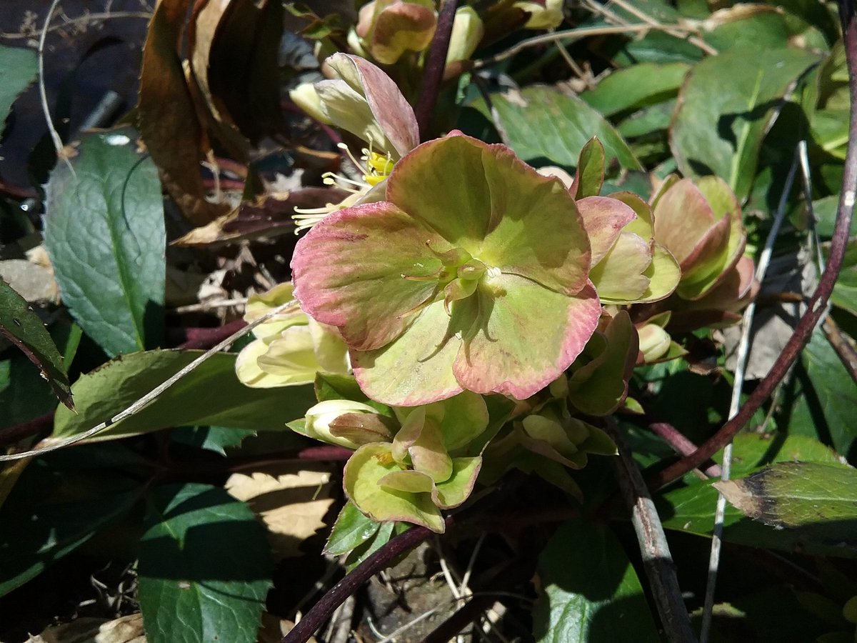 Ravenwyck's tweet photo. Garden #Witchery here at #Ravenwyck ☄⛤☄ Love our bewitching Hellebores! Full blooms on the #FullMoon! #RealWitchcraft #MichiganWitches https://t.co/9TyL2vPUPr