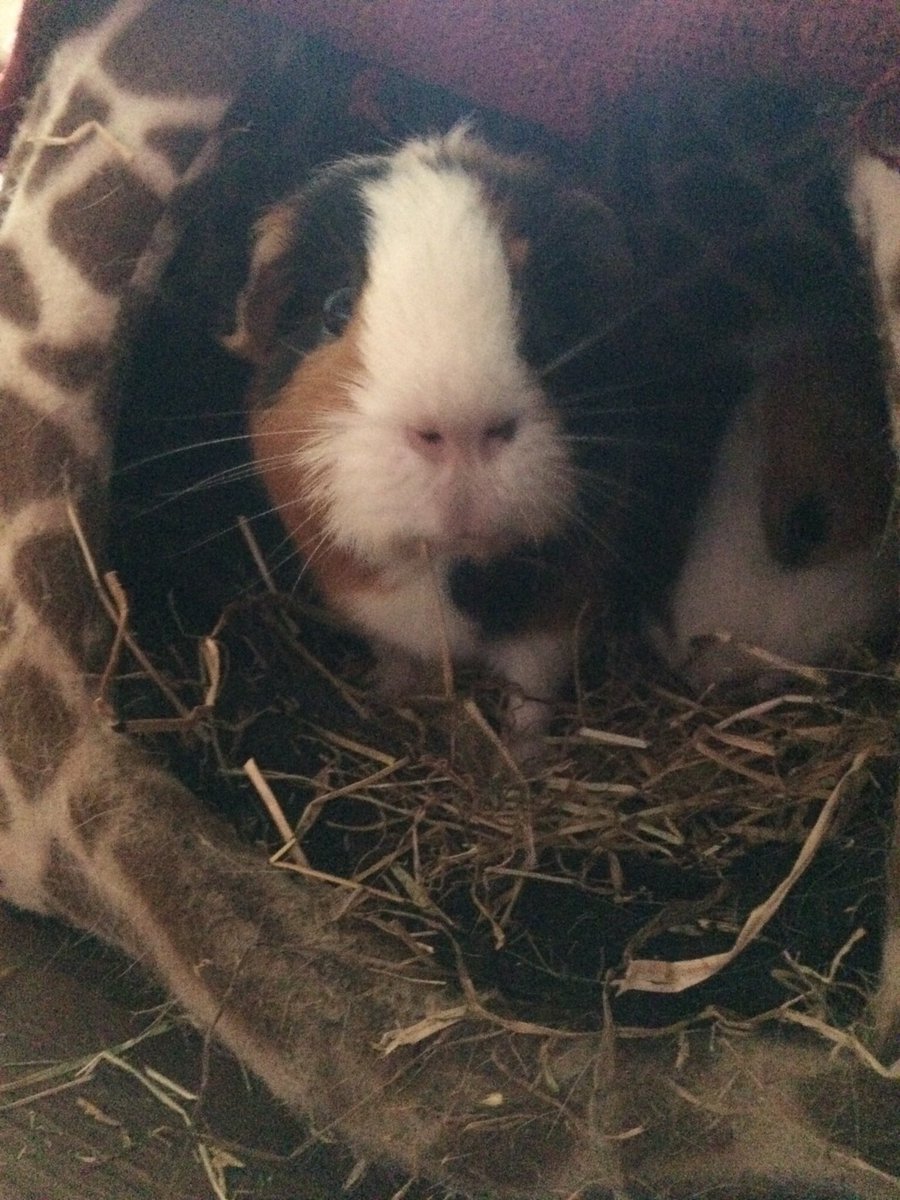 cavy_kingdom's tweet photo. hello!! https://t.co/5v2tFKDBaB