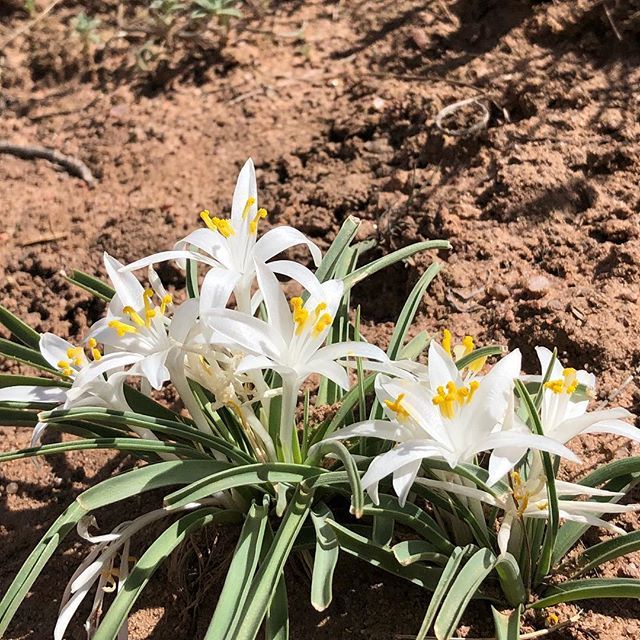 #SpringWildFlowers .
.
.
.

#LittletonCO #exploreLTN #SouthValleyPark #ColoradoLive #coloradoflowers #ColoradoLife #ColorfulColorado #ExploreColorado @ExploreLittleton ift.tt/2FrdLAD