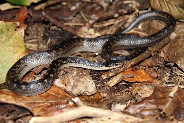 Snake_Writer tweet picture