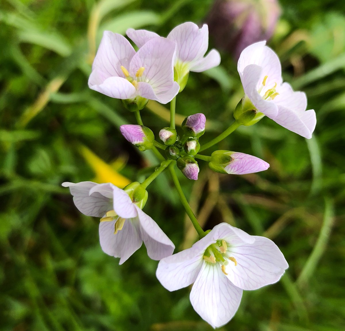 #wildflowerhour it’s everywhere right now  #ladyssmock or #cuckooflower to others