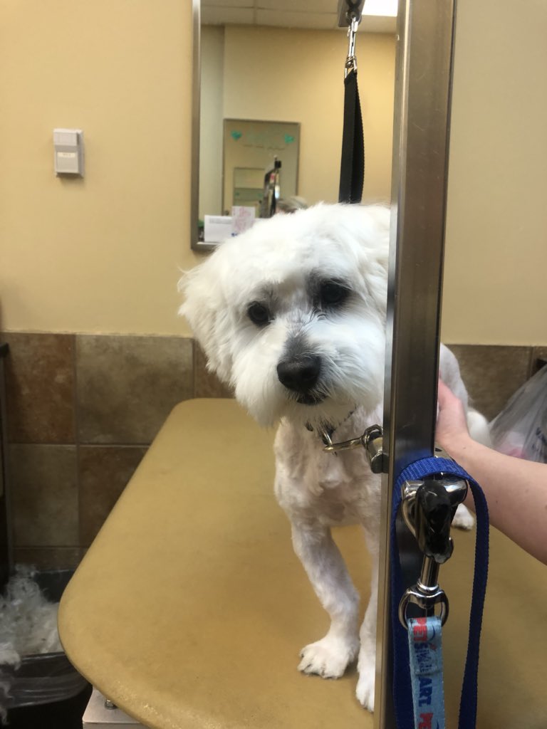 Store #2286 #ct stylist: Jamie B. Category: extreme makeover #northeastgrooming @LauraG_DAT <a href="/ssklr11/">Kristie Reisenweaver</a> <a href="/Monicalovespets/">PetSmartNortheast</a> <a href="/PetSmart/">PetSmart</a>