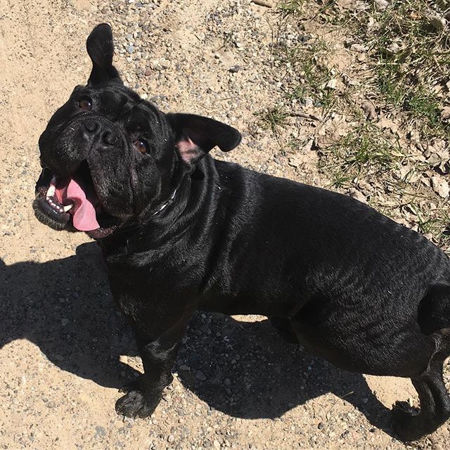 sirtnksalot's tweet photo. I could play all day.
#playtimedog #play #dogsplaying #mrfrench #bulldog #bulldogge #bulldogsofinstagram #dogsofinstagram #dogsofinstaworld #happy #happydog #oeb #sirtanksalot https://t.co/8y5inFxOTl