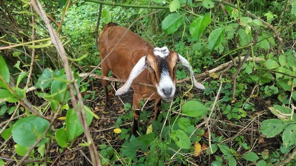 WPNRatSVC's tweet photo. Starting tomorrow, Monday, April 30th, Allegheny Goatscape will be bringing their goats and a protective donkey to WPNR to clear invasive overgrowth. They will be with us for approximately one week, so come out and see them in action! https://t.co/2AZh8kXUXZ #EEWeek2018 https://t.co/RsYhYq6Txz