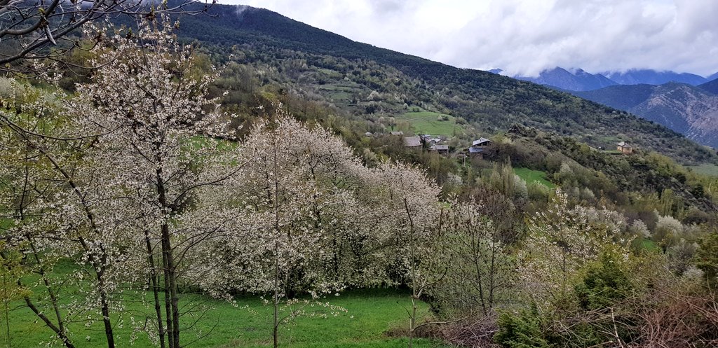 marcdelparc's tweet photo. So primaveral de prats de dall i cirerers florits després de ploure, amb cant d'ocells, a la #ComadeBurg #Farrera #PNAltPirineu ▶️
https://t.co/v7ACfzqZ3i
Gravat amb app #RecordtheEarth https://t.co/WyARS8Sjft durant la #SSSoroll2018 https://t.co/0Ksbzfu6uA