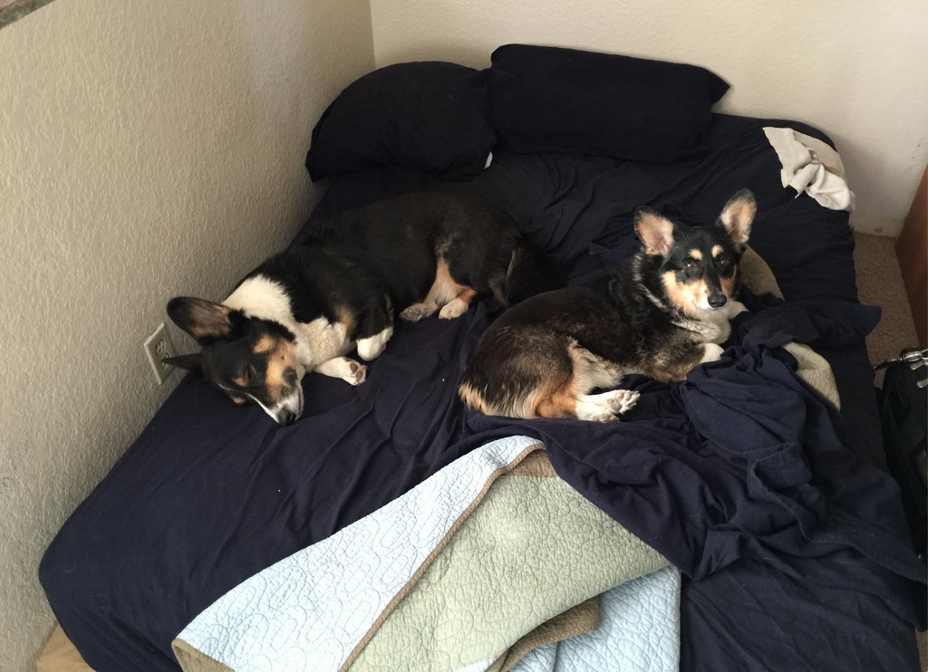 GoodEarthRE's tweet photo. Why don't you be a good human and find somewhere else to sleep tonight? #LivingWithCorgis #Corgi #RealtorLife #KellerWilliams #KWRI #LivingWithDogs #ChandlerAz #GilbertAz #MesaAz #TempeAz #SocialMediaMarketing #LazyCorgis #Phoenix #SocialMedia #KWTraining #EcoRealtor https://t.co/gQtPX0BIgN