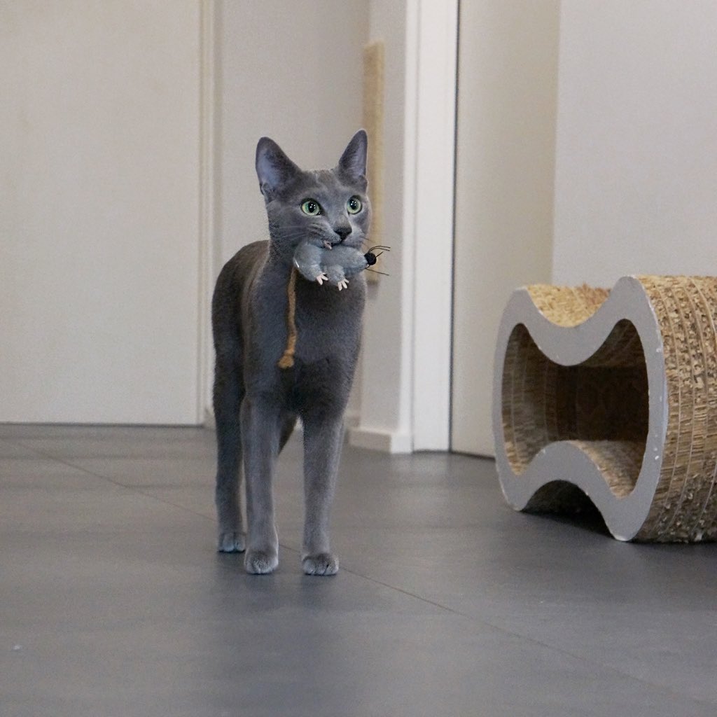 Immer dabei, die Maus 😻   #katzen #katzenbetreuung