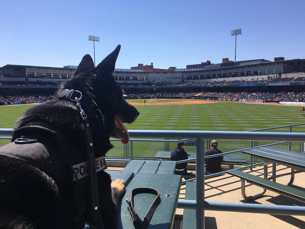 K9 Luke is soaking up some ☀️ while #keepingtoledosafe! It’s a great afternoon to be in #downtown419. #toledopoliceK9 #mudhensgameday #gohens #FINish #ourfishourfight