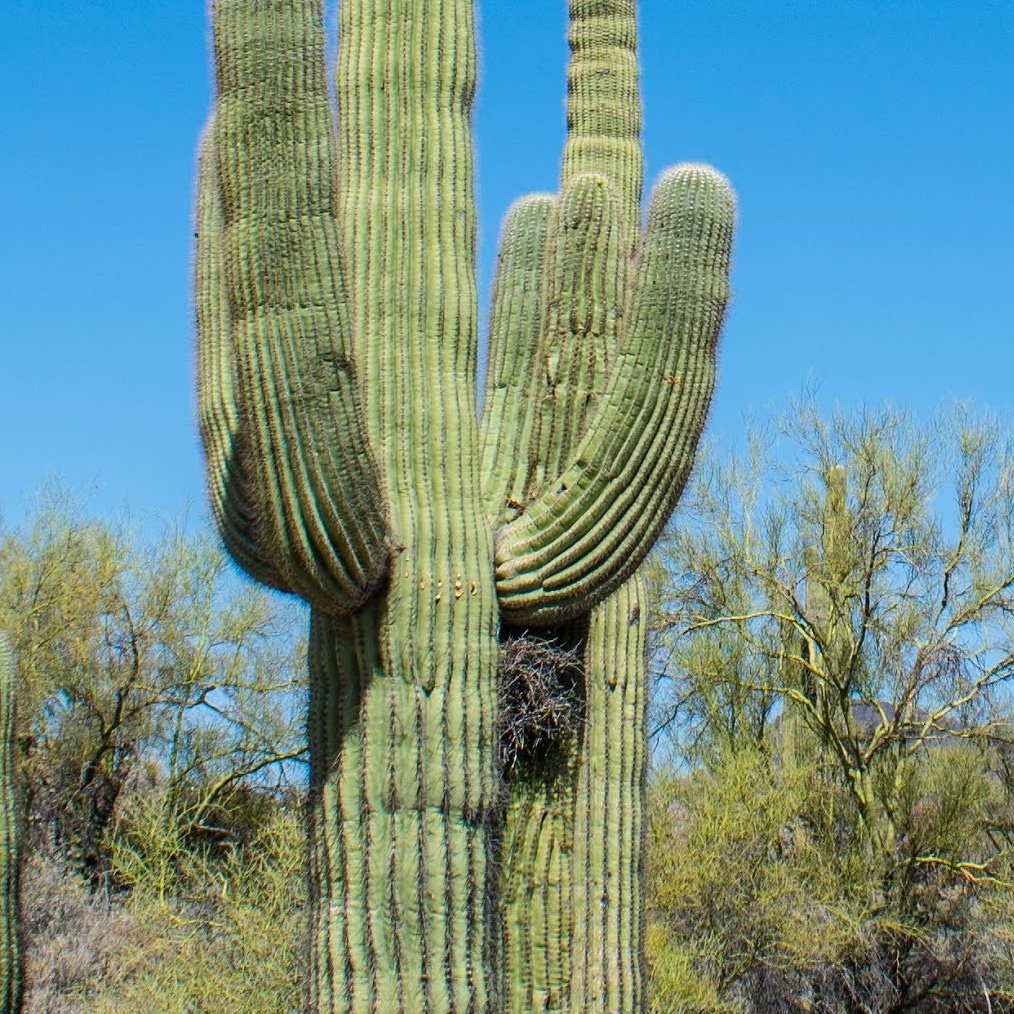 Dude, trim all of your arm pits.
#SundayFunday 
#SaguaroSunday
#hike 
#Arizona