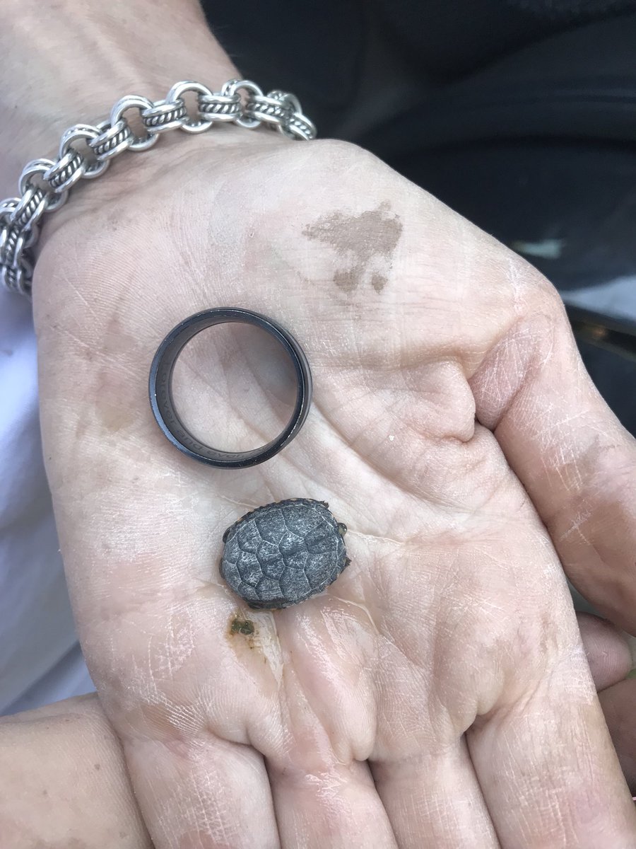 Anyone know what kind of turtle this is. #turtles #babyturtles