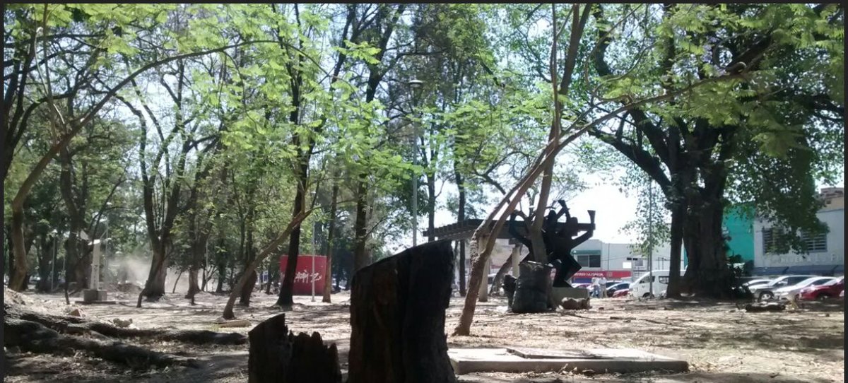 Sabias que  han sido removidos en los últimos 3 años más de 300 árboles retirados del parque Morelos.