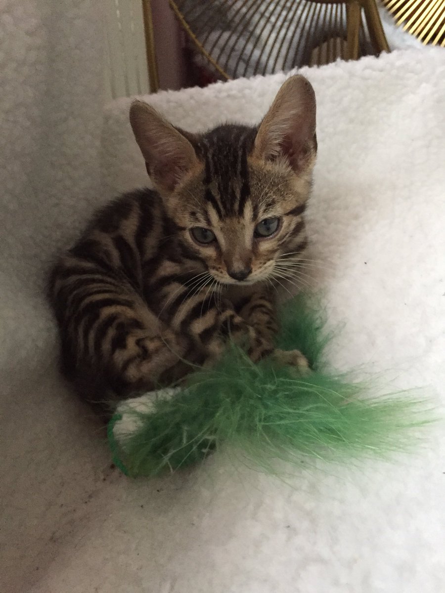 BengalWilma's tweet photo. Frank doesnt seem to care that i dont like him!! 😼😼 #houseinvasion #newkitten #bengal #toughweekend https://t.co/IQCedmmqne