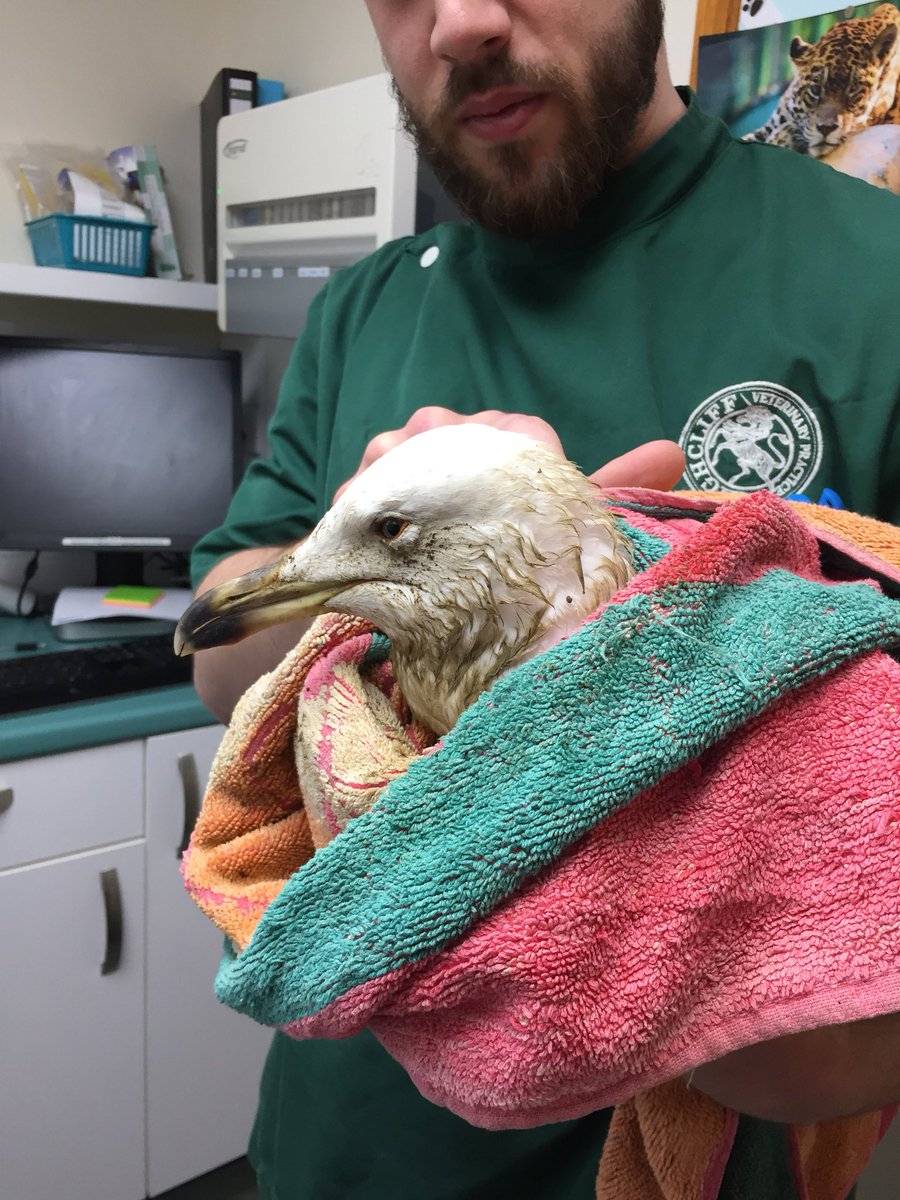 It’s not just humans we help, today our team members rescued a duck &amp; a seagull 🦆 #Cfr #Volunteers #manningtree