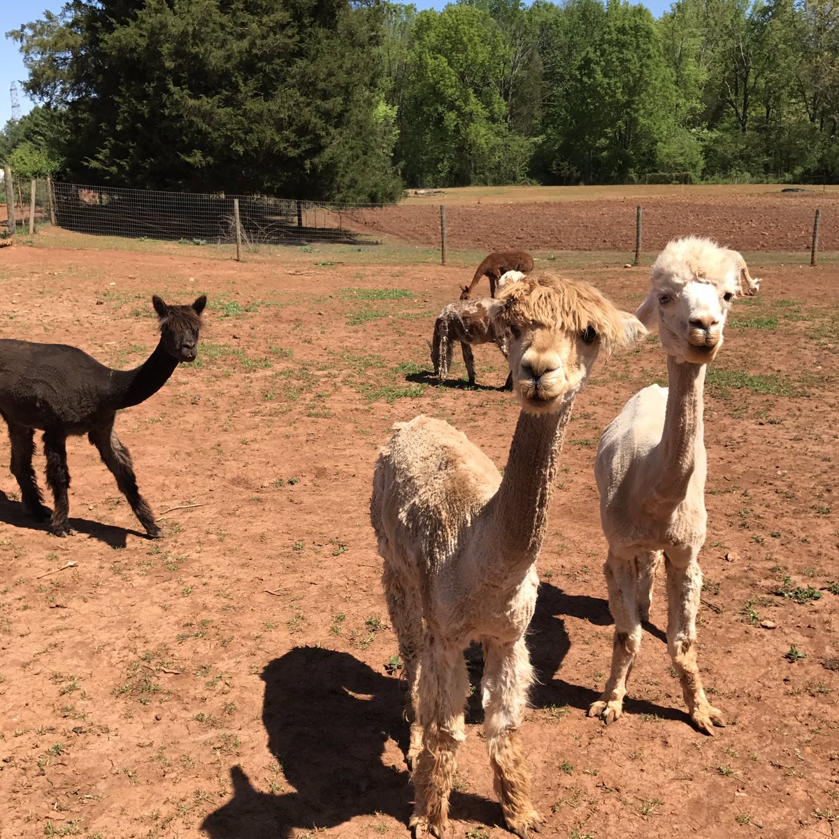 brandxit's tweet photo. @DGB_JAIID @CynthiaLHenson3
Here are Cindy's donkeys meeting the bears. Also some alpaca shots. What a great day we had, Gypsy #BucketListProject
As a thank you, we gifted the alpaca farmer with a couple of your handmade soaps!!
I've made many new friends thanks to you.β€οΈ https://t.co/hZRdCVpBf3