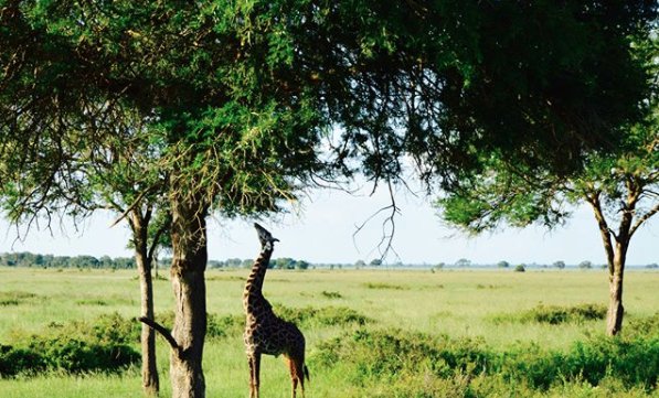 StonehillAbroad's tweet photo. Beautiful shot of a beautiful giraffe by Caroline Colbert in Mikumi National Park! Tag us to be featured! #stonehillabroad #Tanzania https://t.co/5RZAfBuAqc
