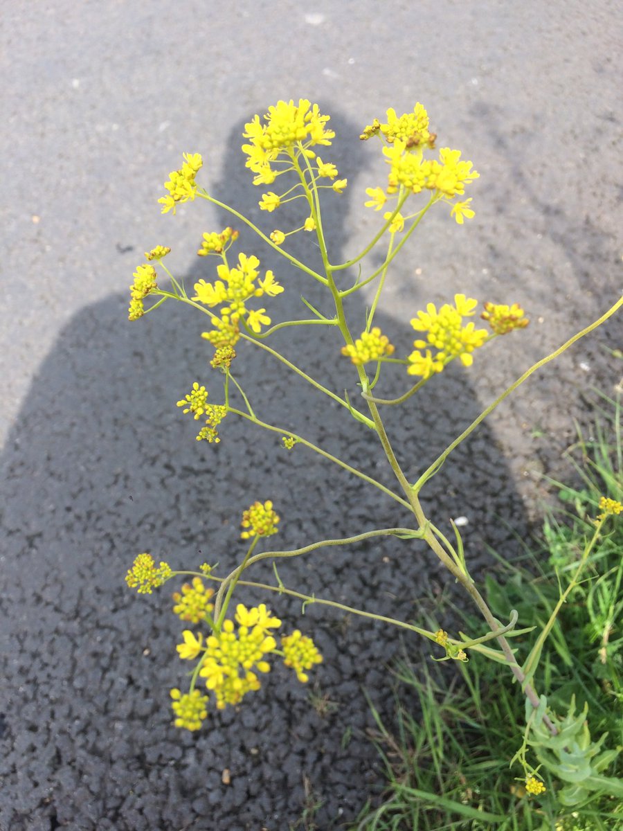 Danny Chesterman tweet media