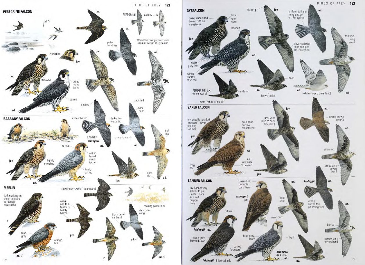 [Resim: Db-tEYoXkAI8q50.jpg:large]