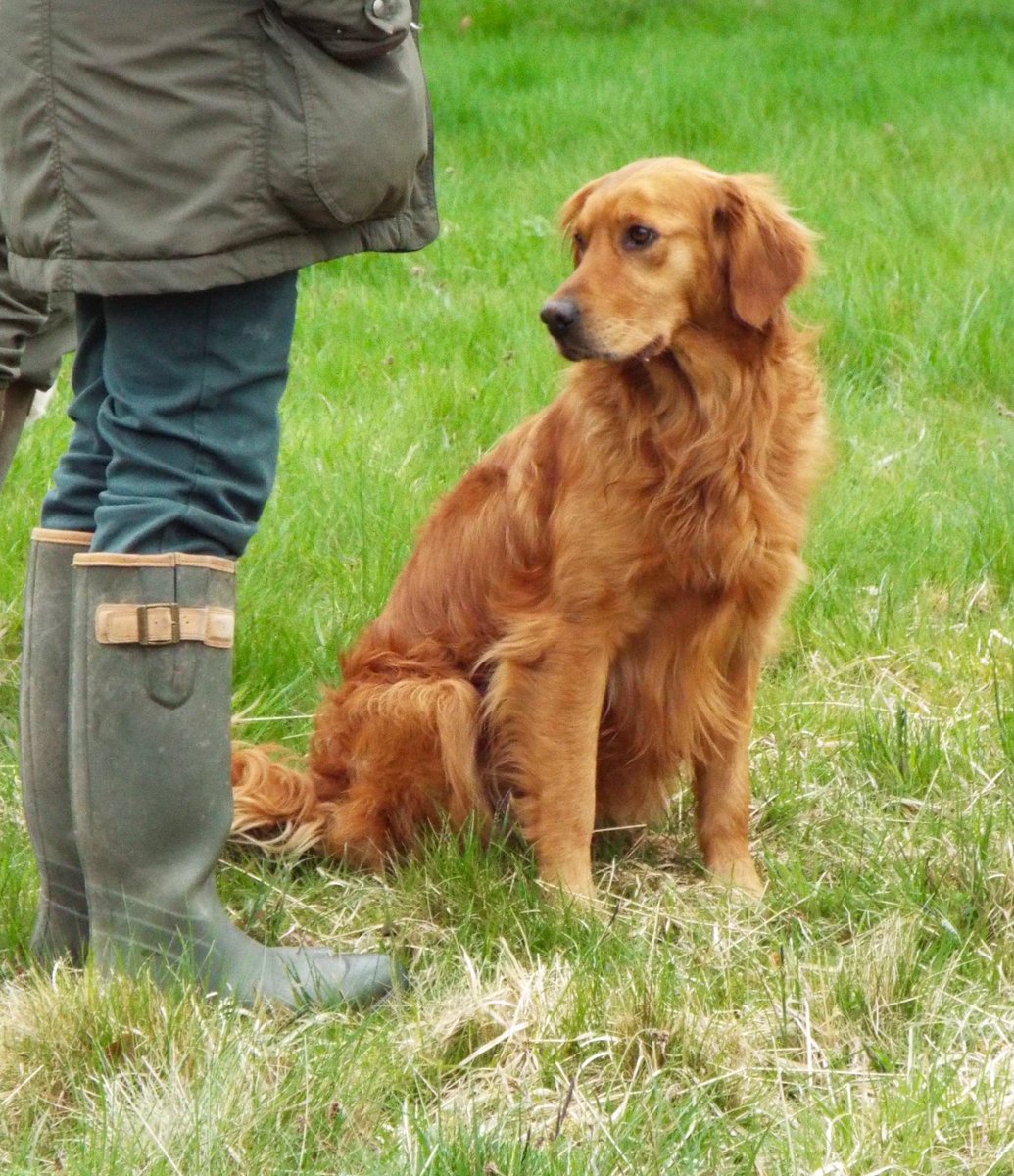 Wbardsley2's tweet photo. Pretty perfect #dogs at the URC Hants &amp; SouthWest #novice #working #test #Bisterne #Dorset #biddablebardsley #blogger https://t.co/V5IcZX3WW1