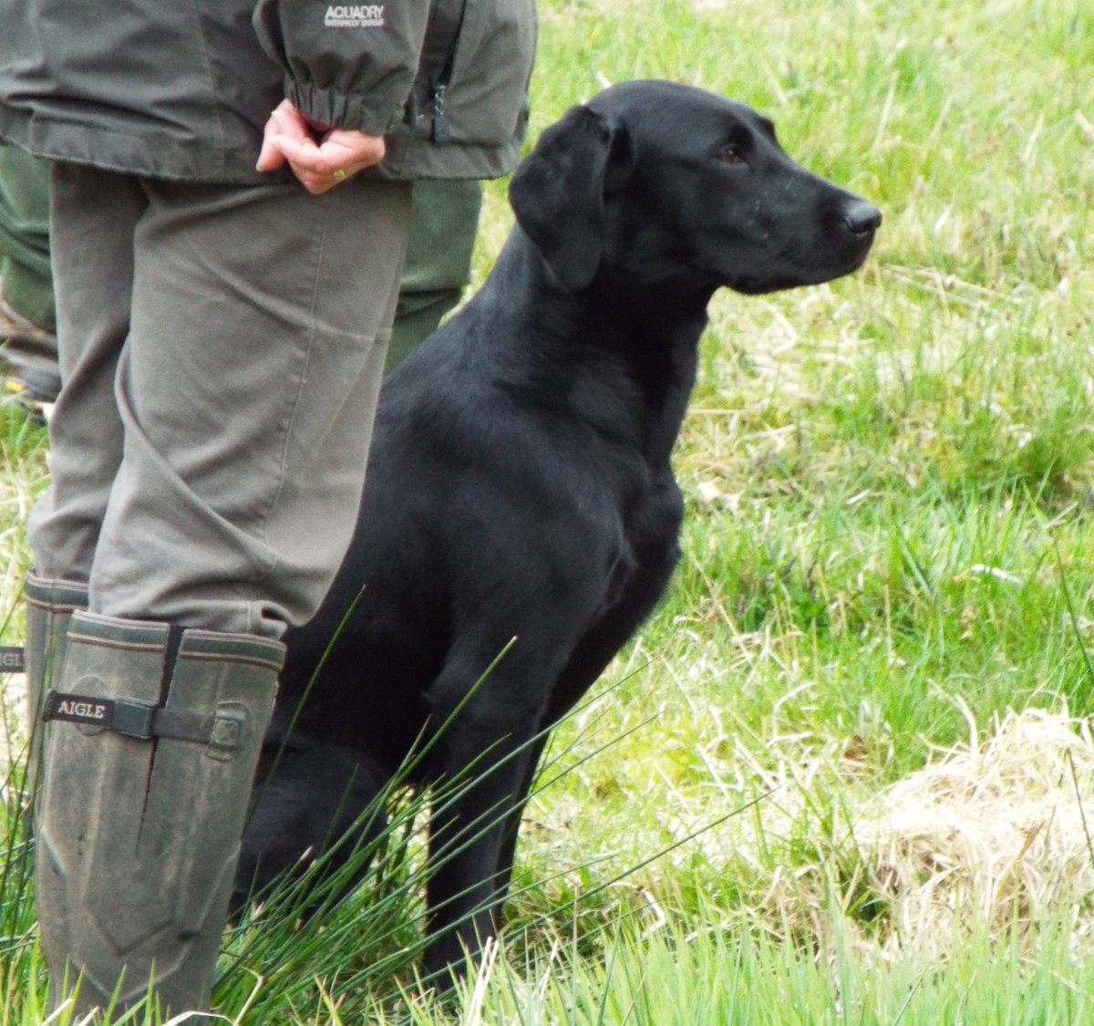 Wbardsley2's tweet photo. Pretty perfect #dogs at the URC Hants &amp; SouthWest #novice #working #test #Bisterne #Dorset #biddablebardsley #blogger https://t.co/V5IcZX3WW1