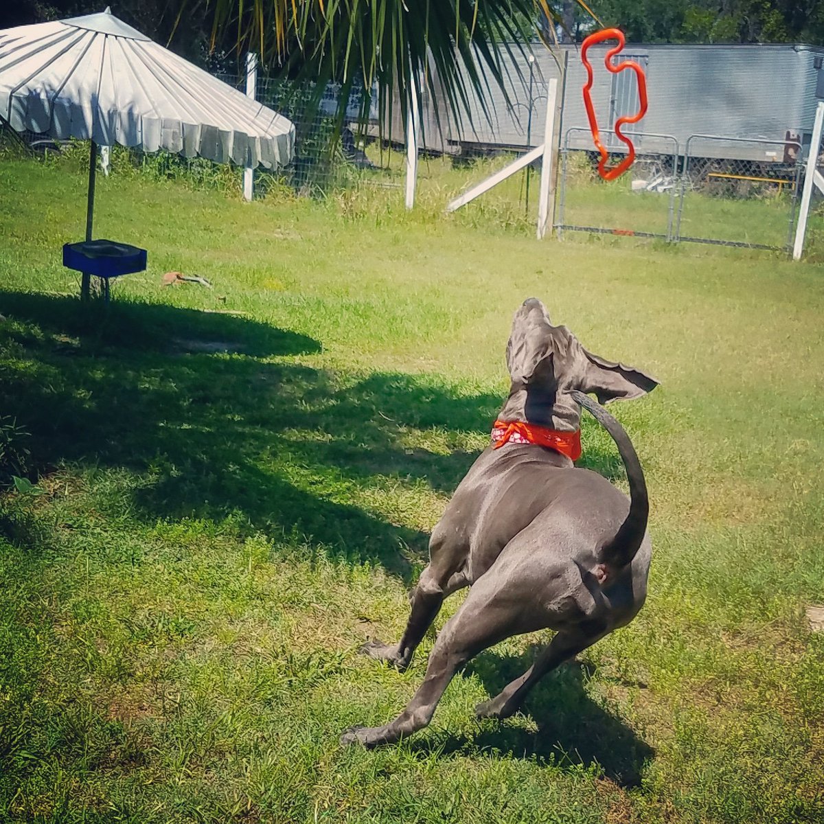 FergusGreatDane's tweet photo. Playing with my #supertug toy 
.
#greatdane #bluegreatdane #FergusTheBlueGreatDane #greatdanes #dogs #giantbreed https://t.co/w376MVQjrJ