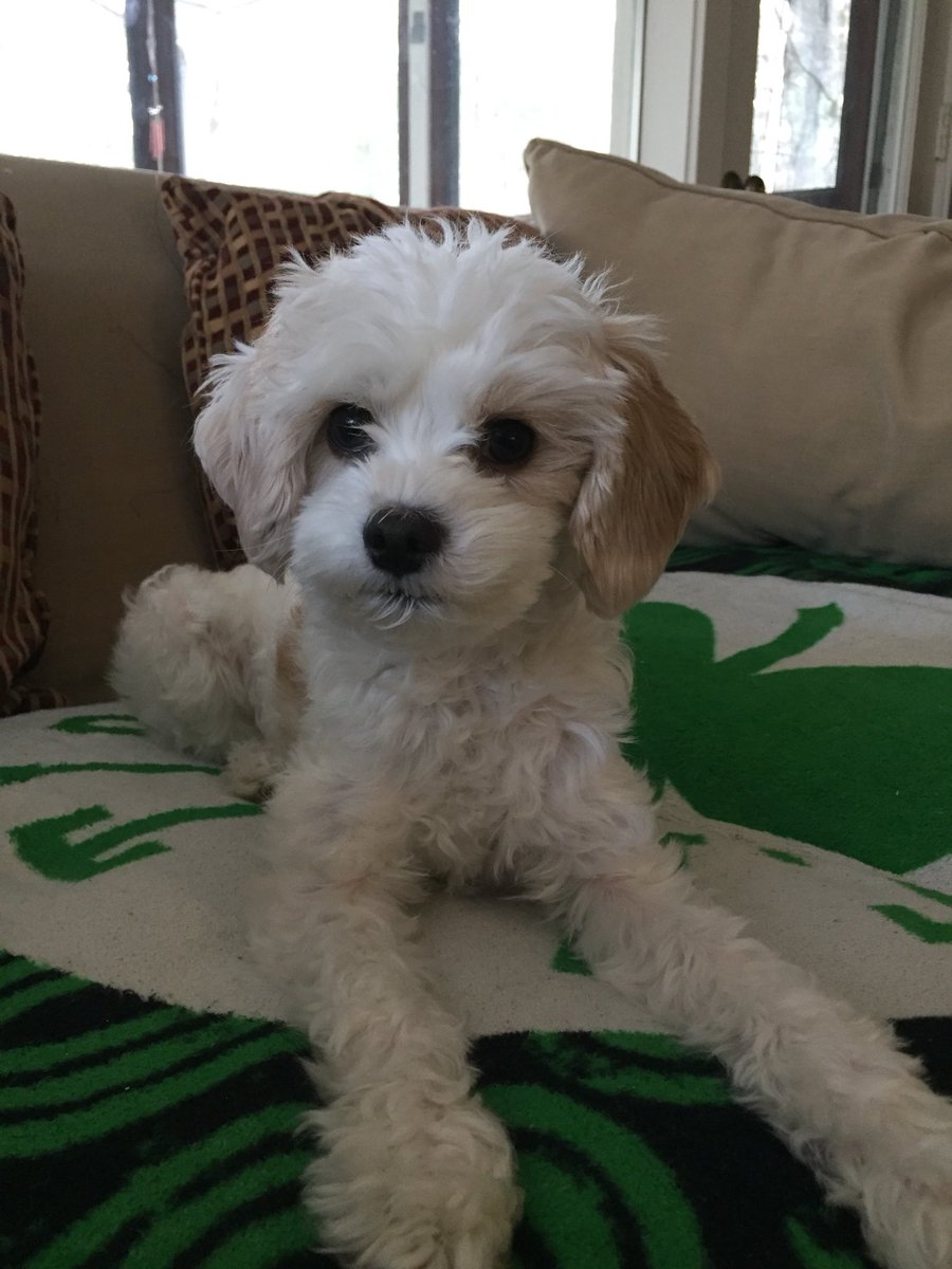 BernardLeePoker's tweet image. Happy 3rd birthday to our wonderful “puppy” @jackson_cavapoo.  Thanks for making our family complete. #CavapooLove #ThirdChild