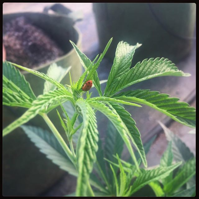 hififarms's tweet photo. 🌿🐞🎶 Easy like Sunday Morning... 🎶🐞🌿 #HiFiFarms #UnexpectedHelp #THC #Cannabis #Trichomes #Veg #CleanGreenCertified #Terpenes #OregonCannabis #IPM #BeneficialBugs #Ladybug #LegalizeIt #FriendsInLowPlaces https://t.co/HPSKhfp5rB https://t.co/k79yItjvrM